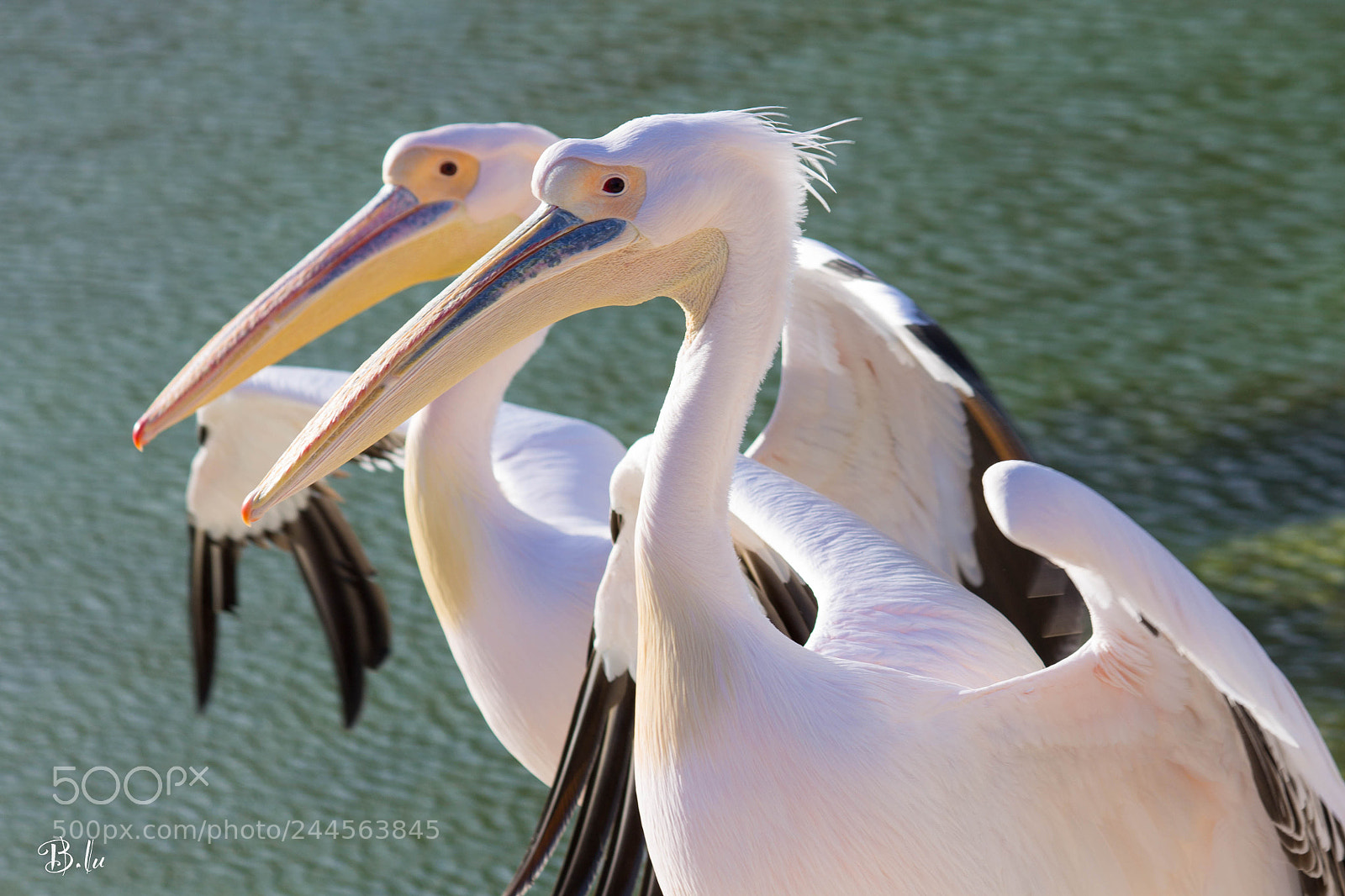 Canon EOS 1100D (EOS Rebel T3 / EOS Kiss X50) sample photo. Pelicans photography