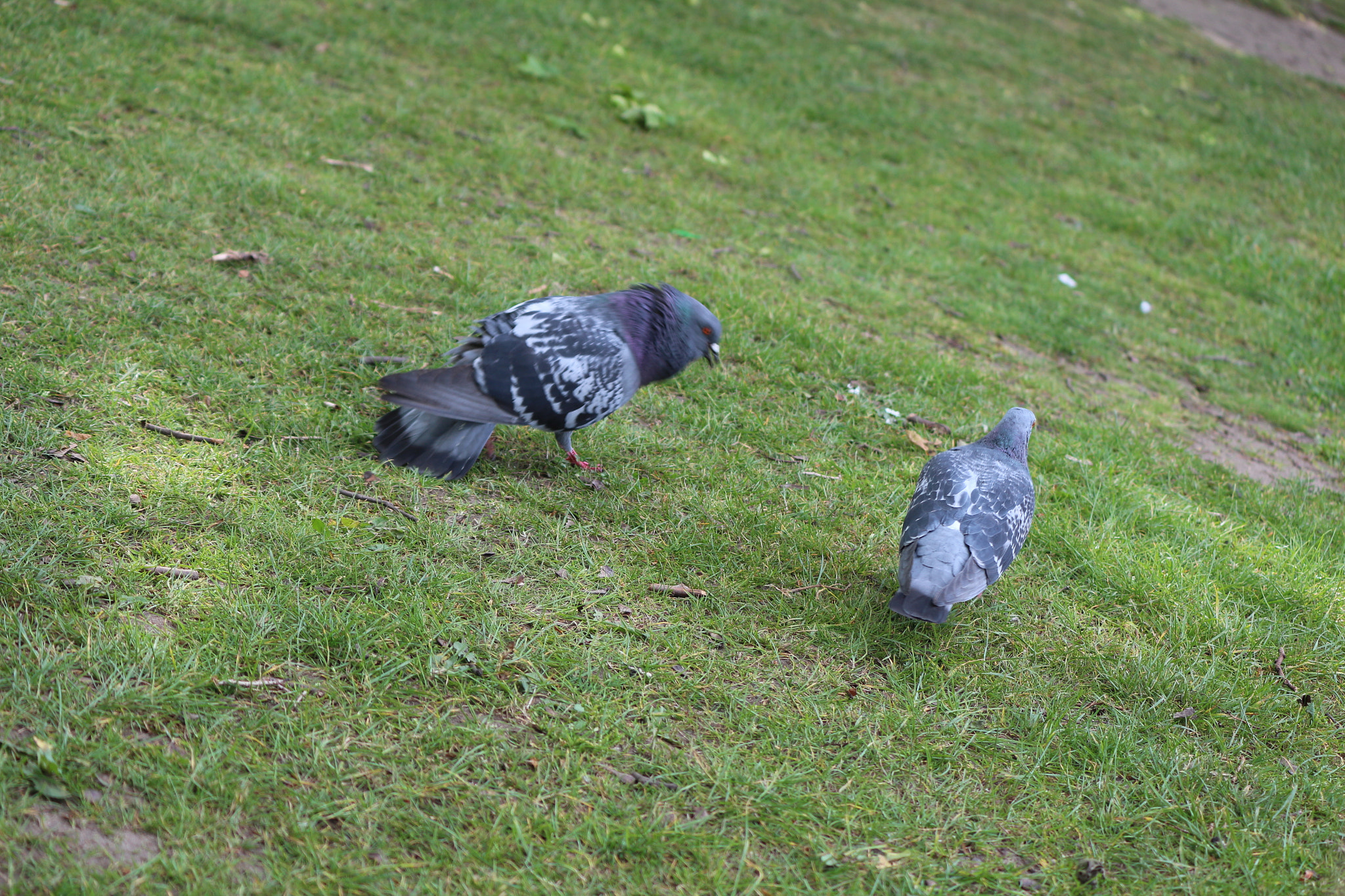 Canon EOS 650D (EOS Rebel T4i / EOS Kiss X6i) sample photo. Img photography