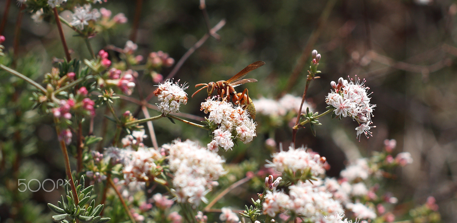 Canon 50mm sample photo. Avispa de papel roja photography