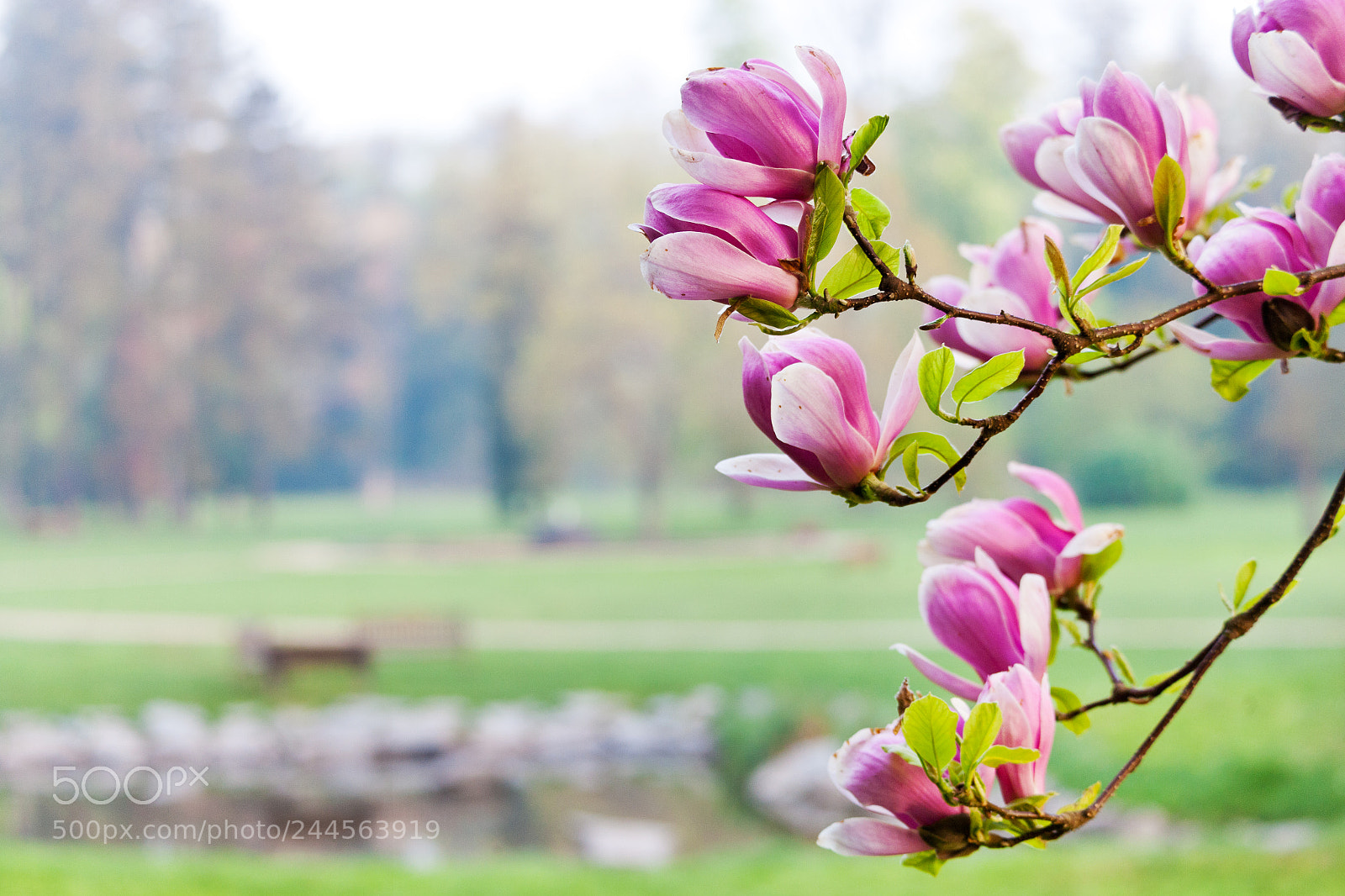 Canon EOS-1Ds Mark II sample photo. Park stromovka, praha, ceska photography