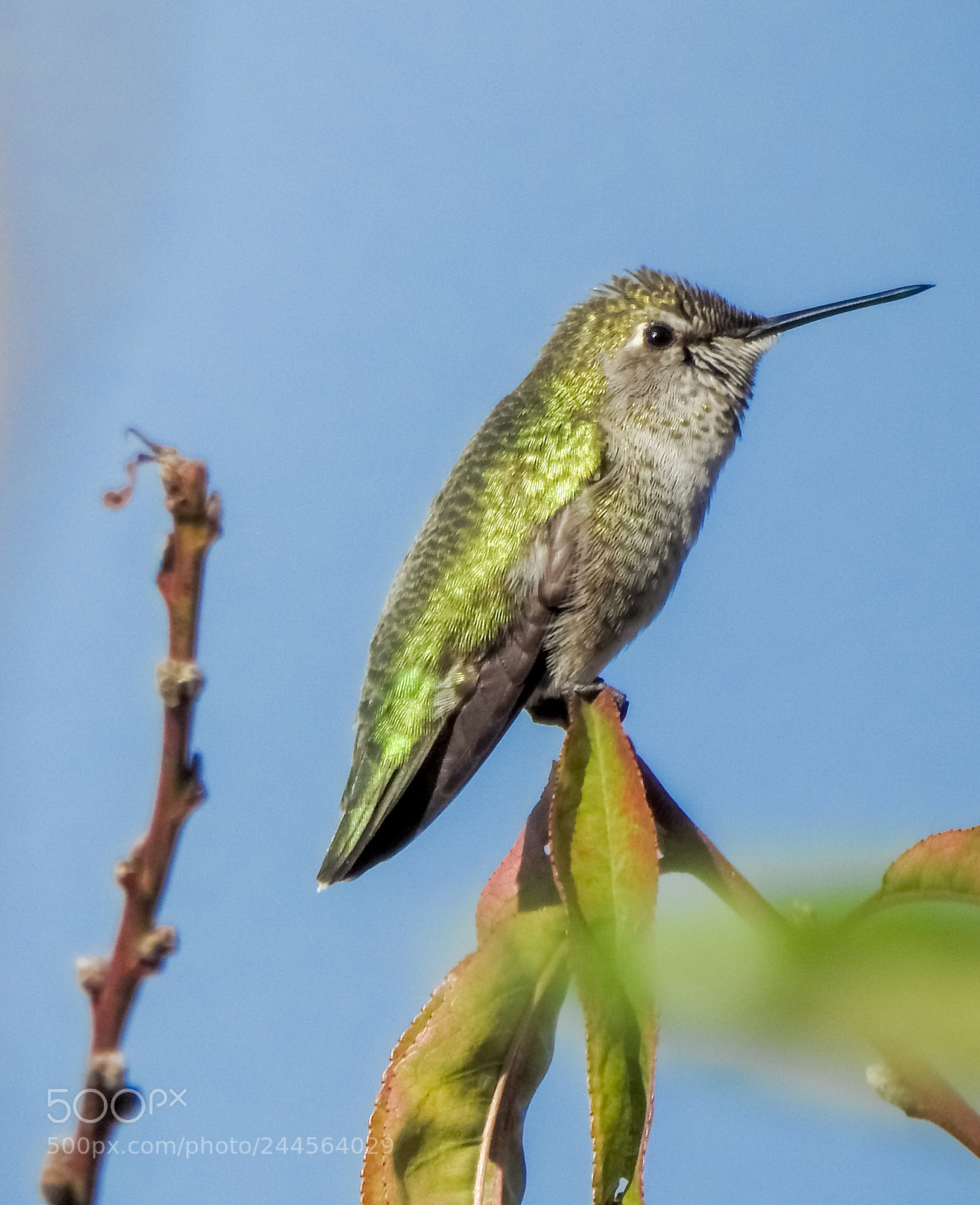 Nikon Coolpix P900 sample photo. Humming bird photography