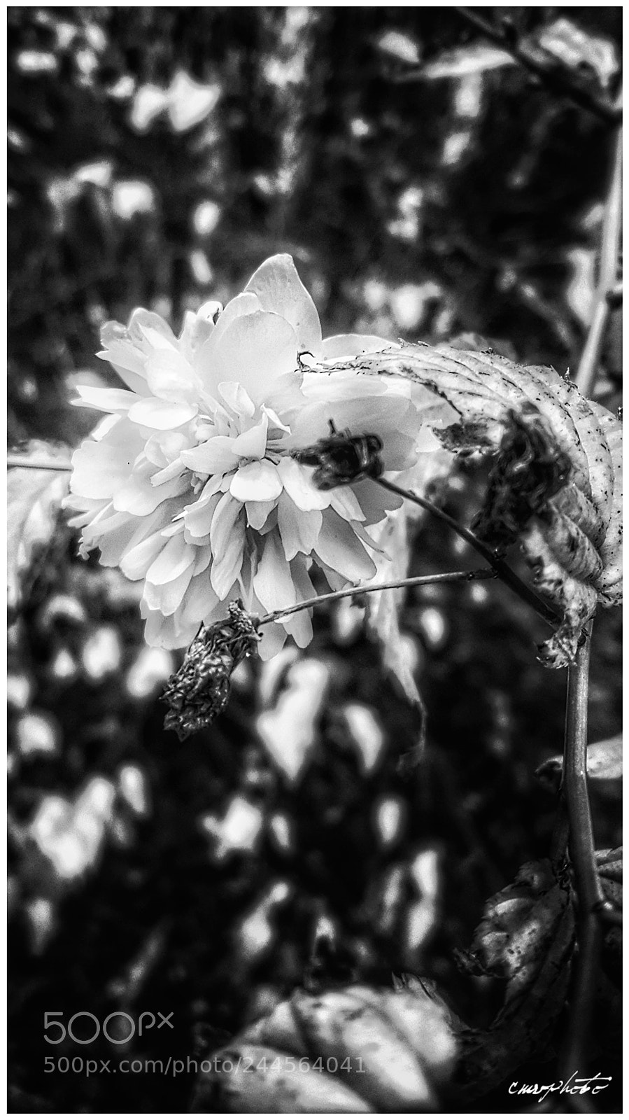 Samsung Galaxy S6 sample photo. Fiore d'inverno photography