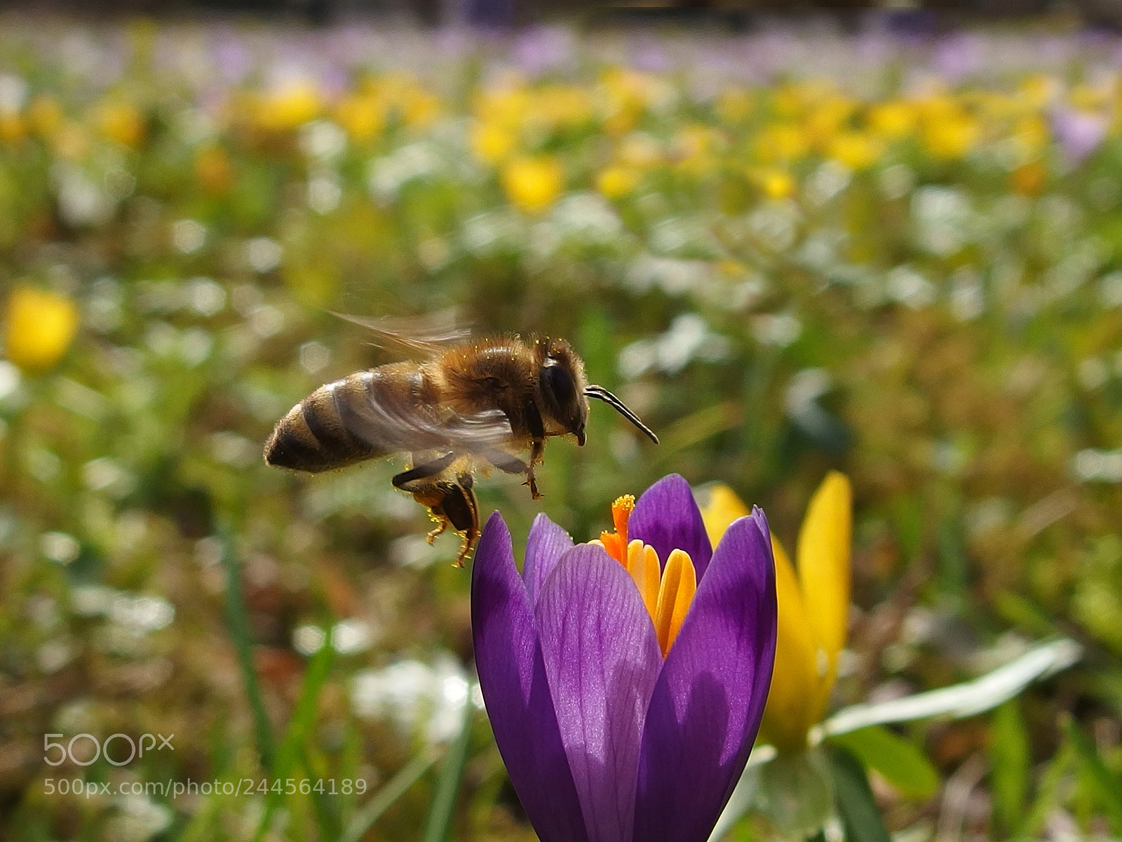 Olympus XZ-2 iHS sample photo. Krokus und biene photography