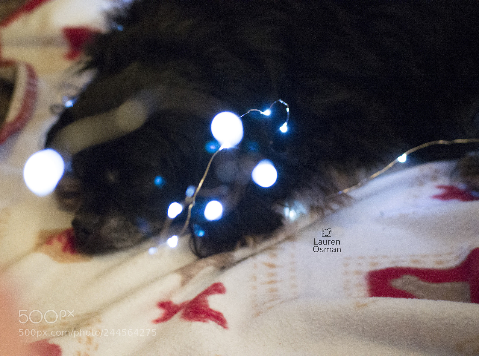 Nikon D3200 sample photo. ✨ twinkle photoshoot ✨ photography