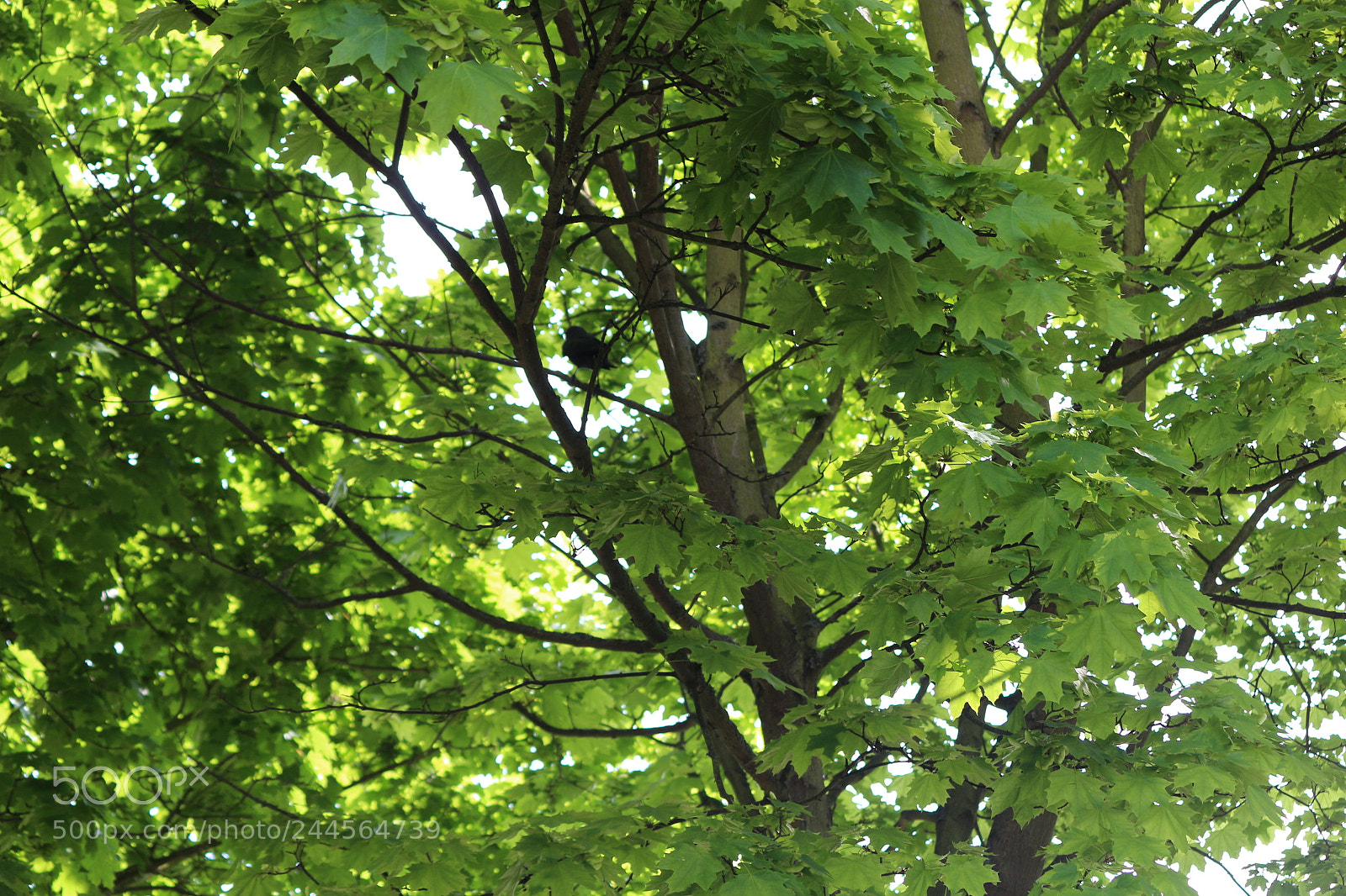 Canon EOS 650D (EOS Rebel T4i / EOS Kiss X6i) sample photo. Img photography