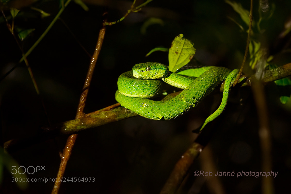 Nikon D4S sample photo. Side-striped palm pitviper photography