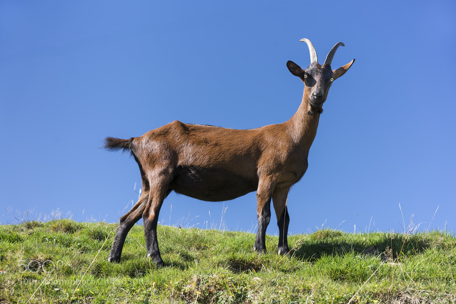Sony a7R II sample photo. Goat in front of photography