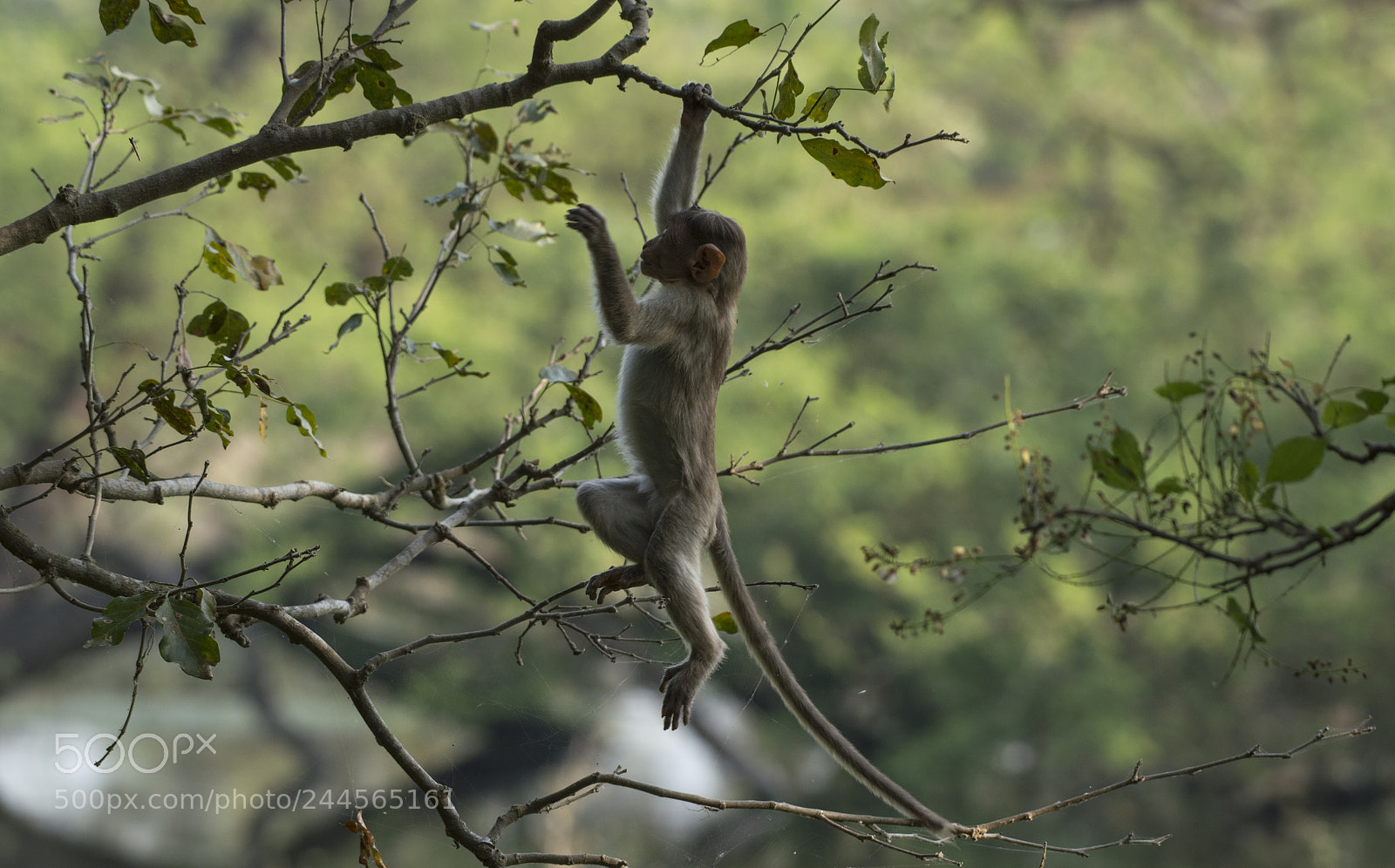 Nikon D3200 sample photo. Climbing baby monkey photography