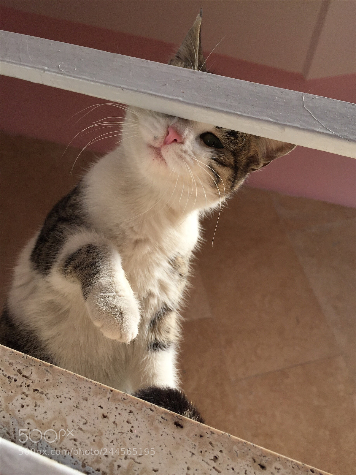 Apple iPhone 6 sample photo. Catte? photography