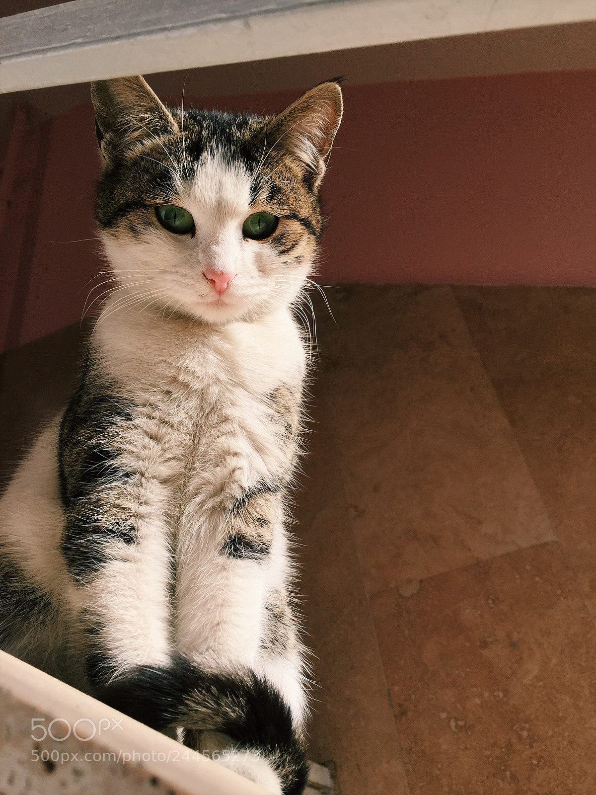 Apple iPhone 6 sample photo. Kedi kedi kedi.. photography