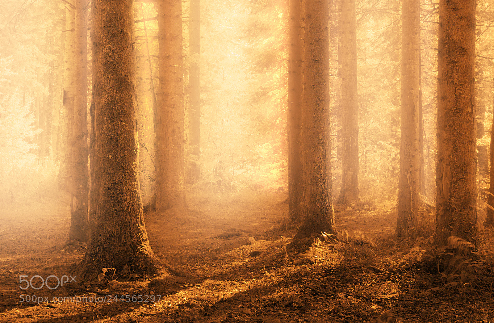 Nikon D610 sample photo. Forest photography