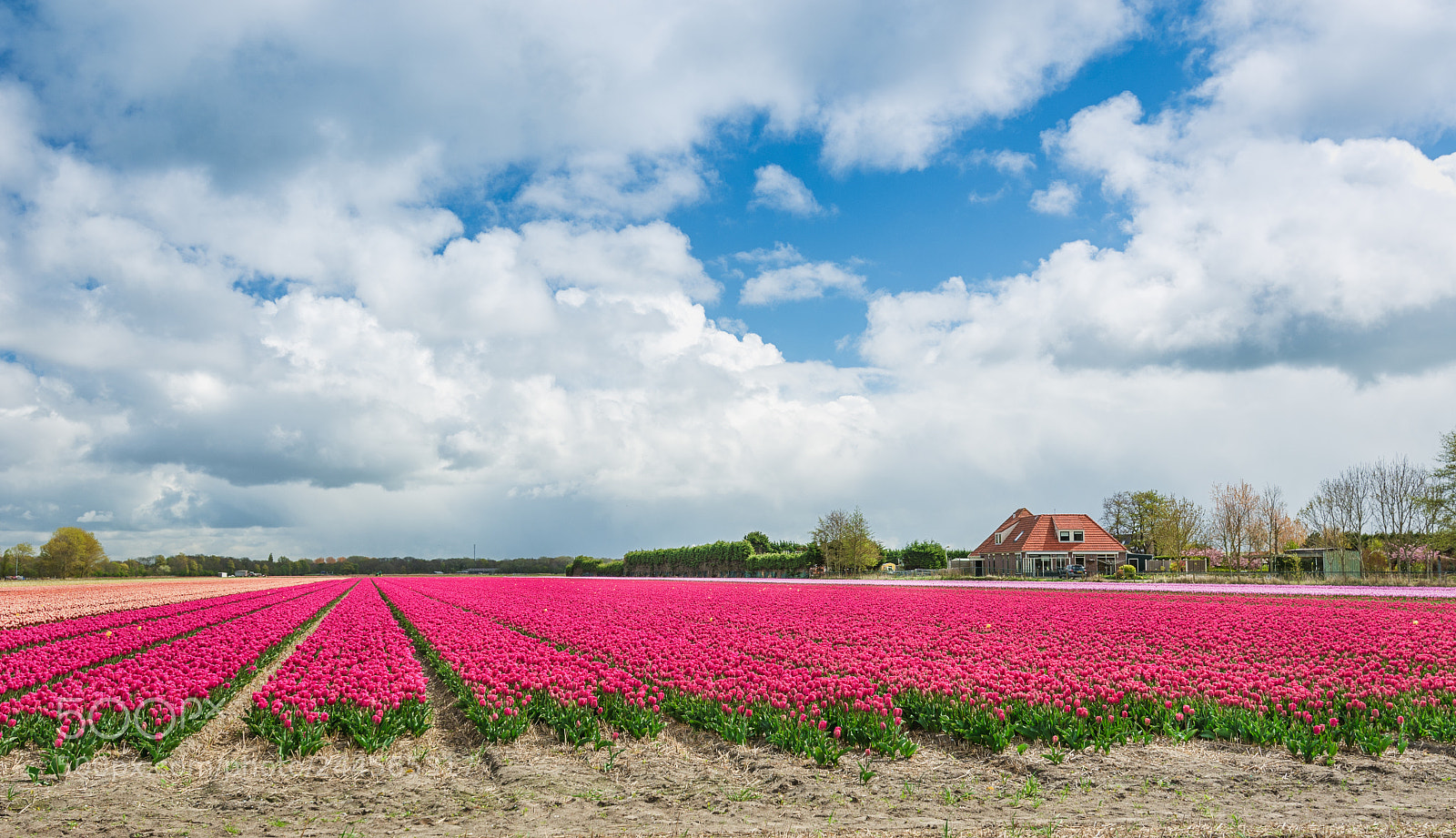 Nikon D7100 sample photo. Tulips fields photography