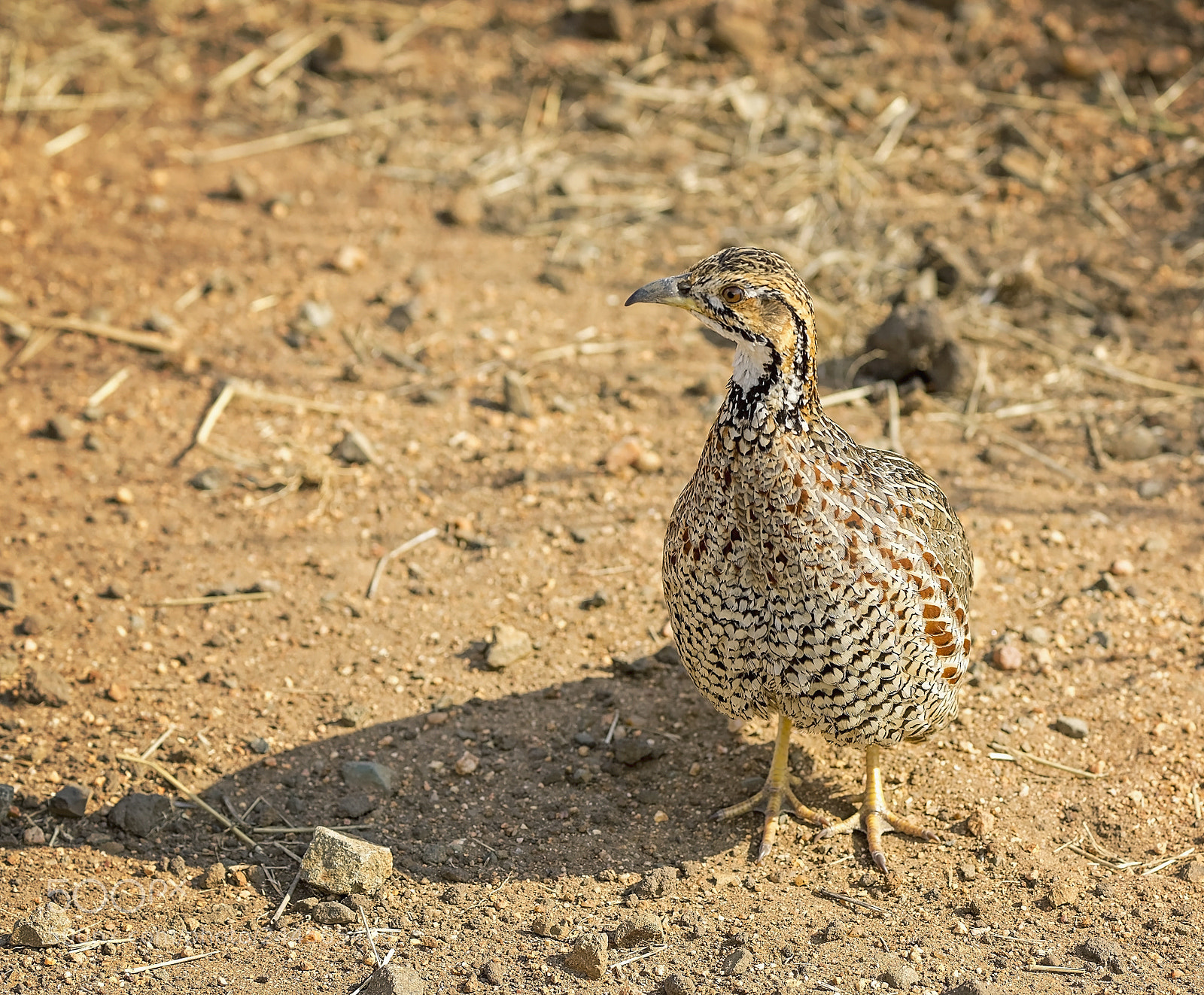 Canon EOS-1D Mark IV sample photo. Shelley's francolin photography