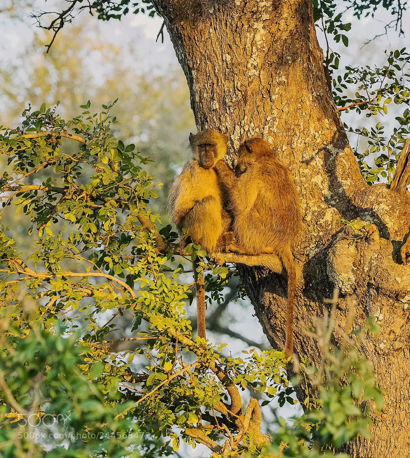 Canon EOS-1D Mark IV sample photo. Chacma baboons grooming photography