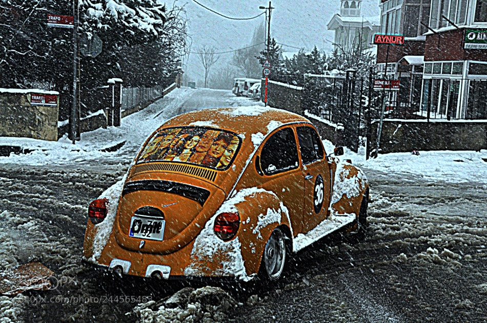 Nikon D90 sample photo. Yellow tortoise photography