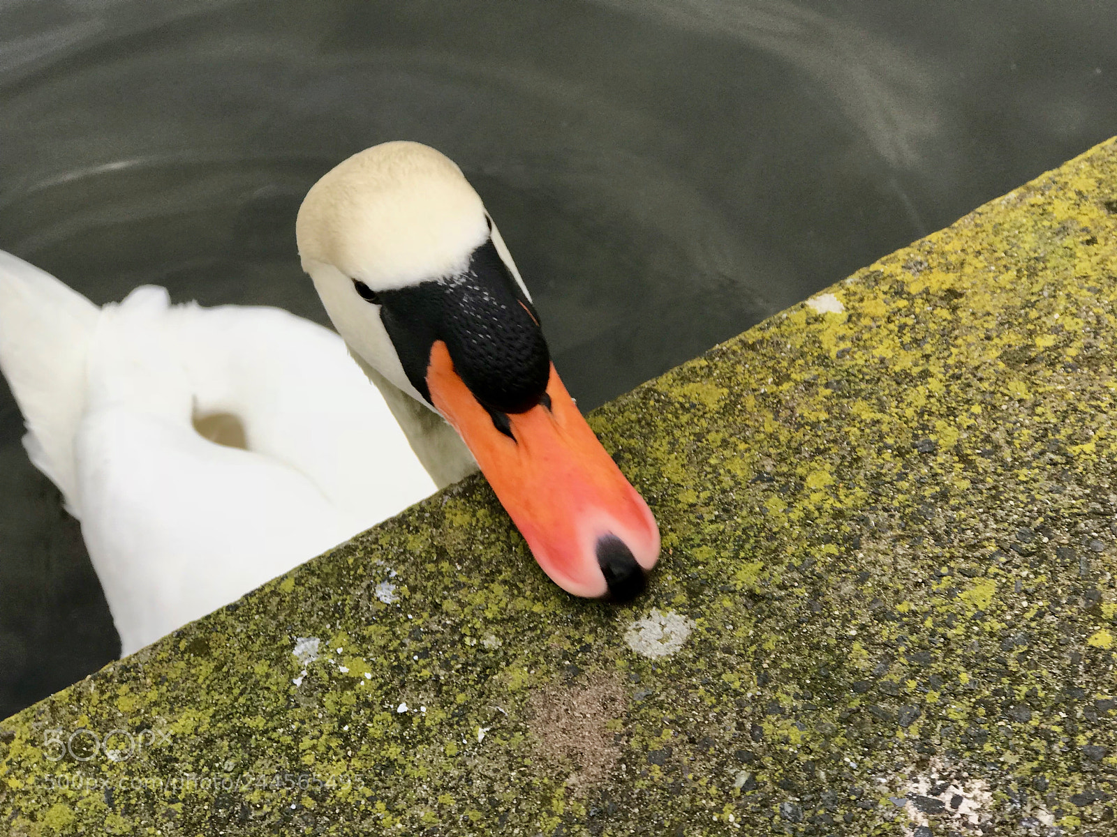 Apple iPhone 7 Plus sample photo. Cygne photography