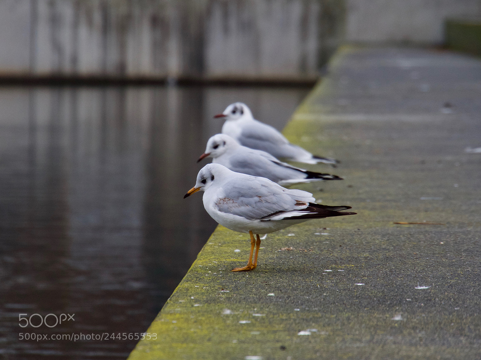Panasonic Lumix DC-GH5 sample photo. Seagull photography