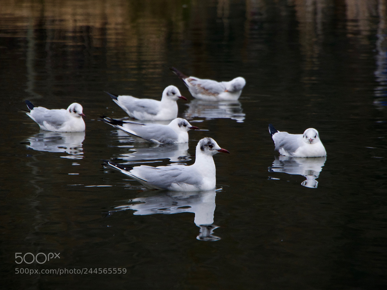 Panasonic Lumix DC-GH5 sample photo. Seagull photography