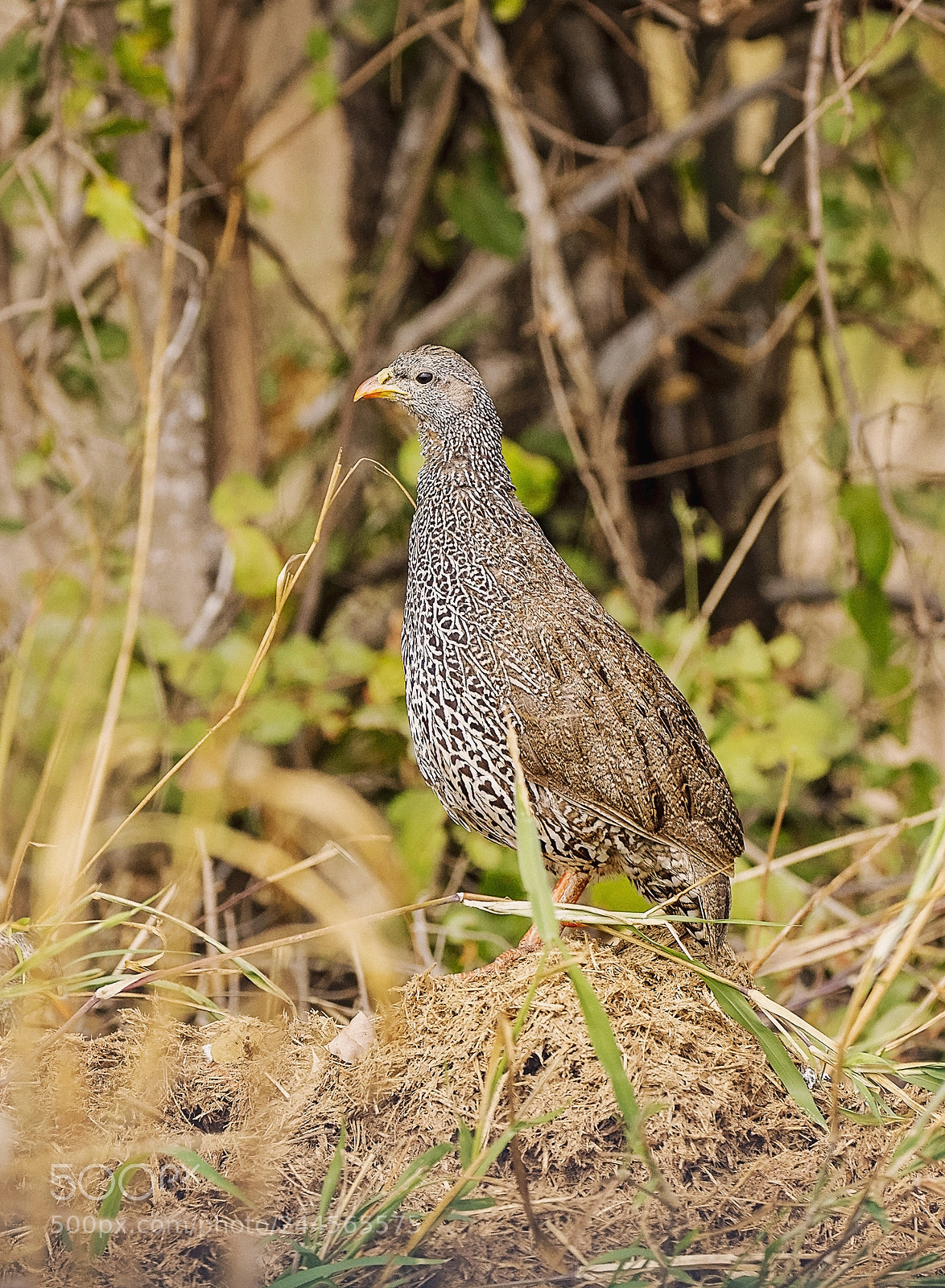 Canon EOS-1D Mark IV sample photo. Male natal spur fowl photography