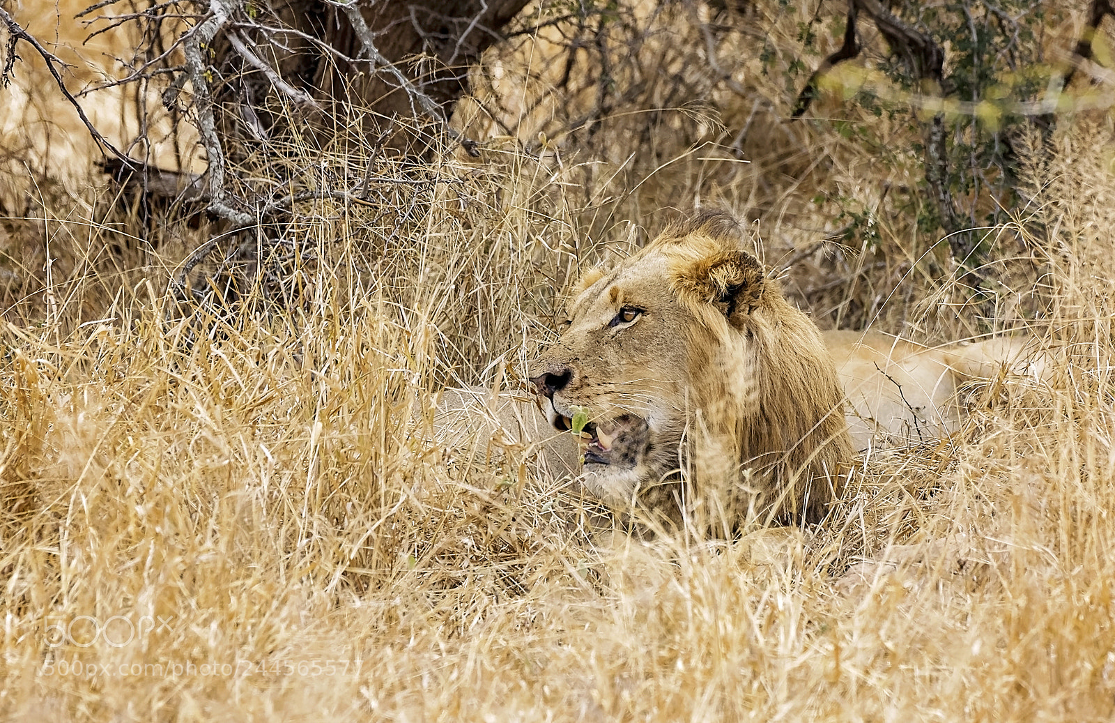 Canon EOS-1D Mark IV sample photo. Young lion photography
