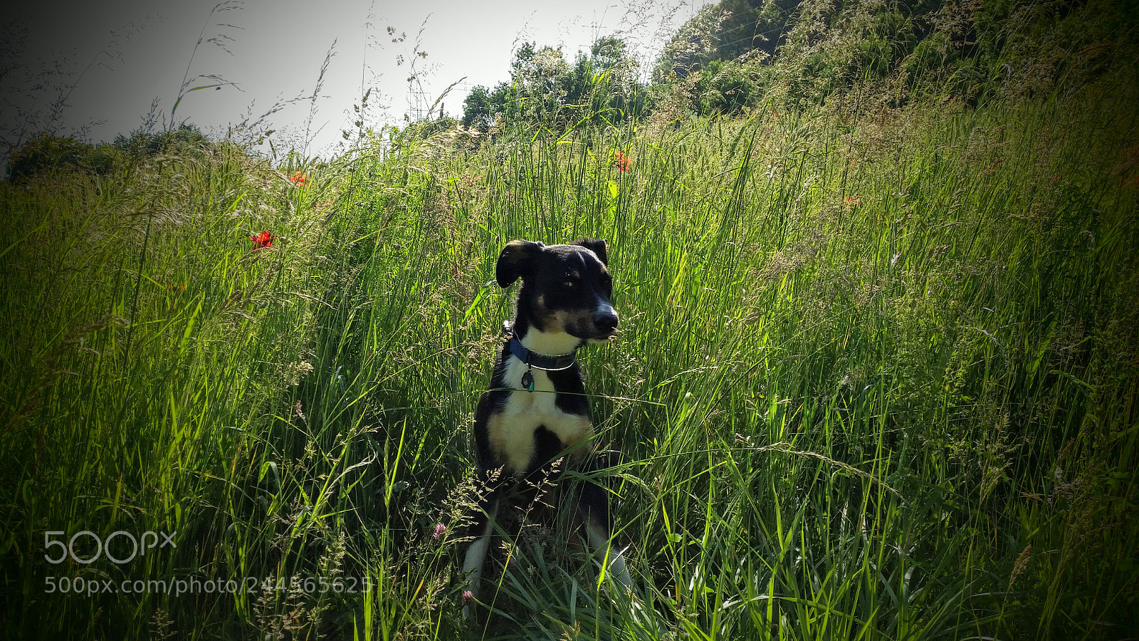 Samsung Galaxy S5 sample photo. 20150608_091614~2.jpg photography