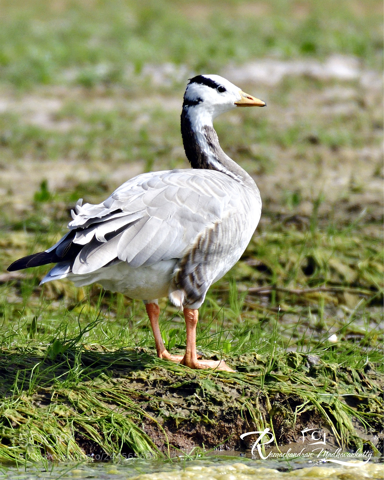 Nikon D500 sample photo. Bar-headed goose photography