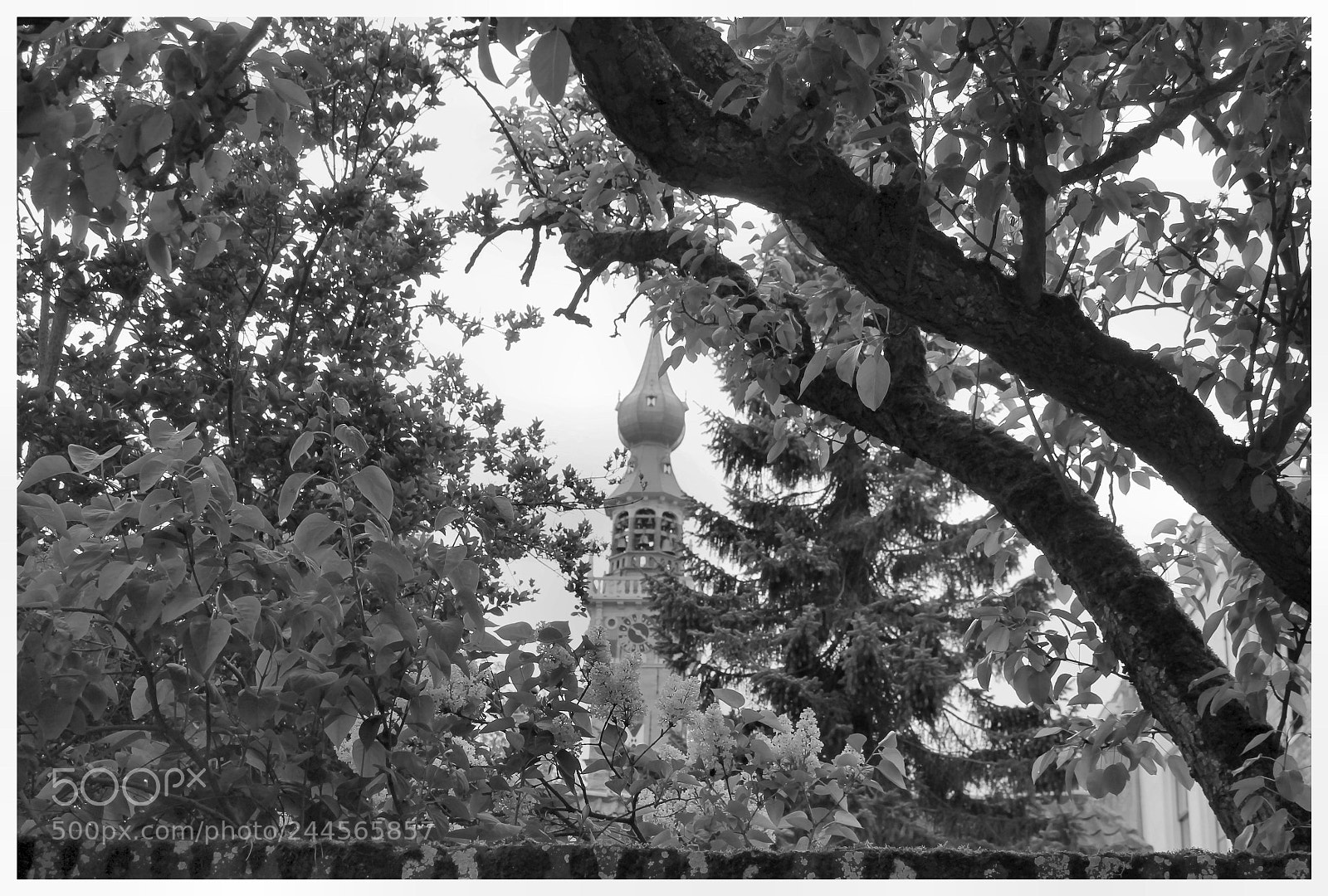 Canon EOS 1100D (EOS Rebel T3 / EOS Kiss X50) sample photo. Veere garden photography