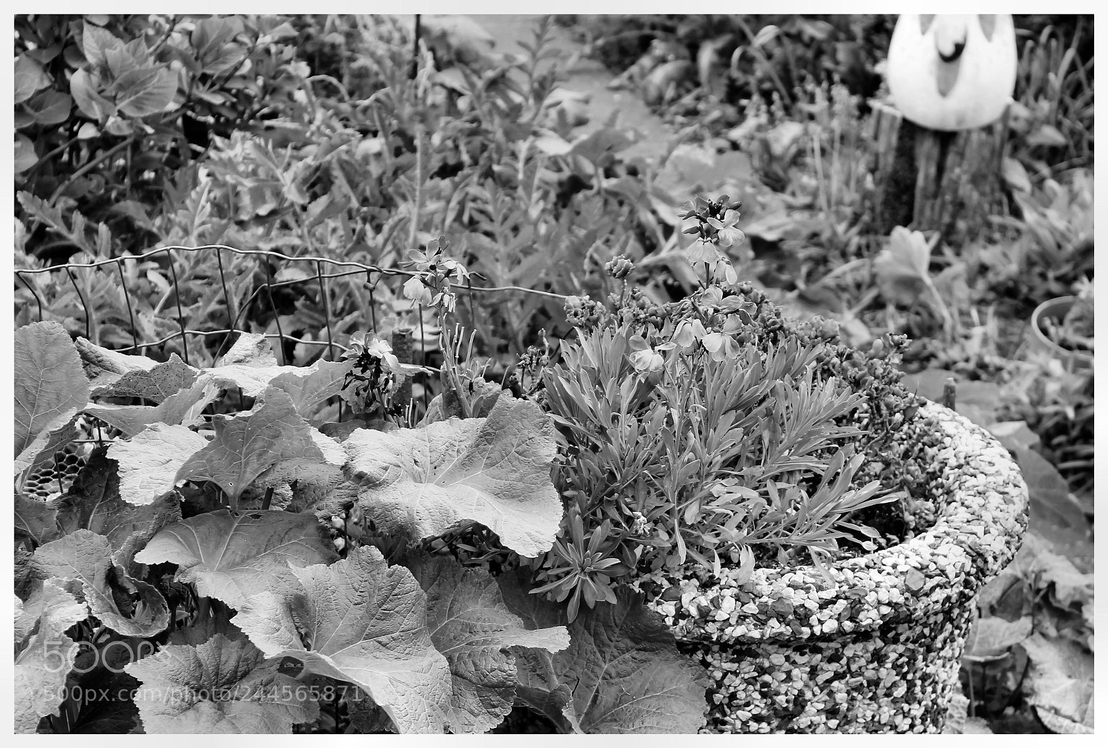 Canon EOS 1100D (EOS Rebel T3 / EOS Kiss X50) sample photo. Veere garden photography