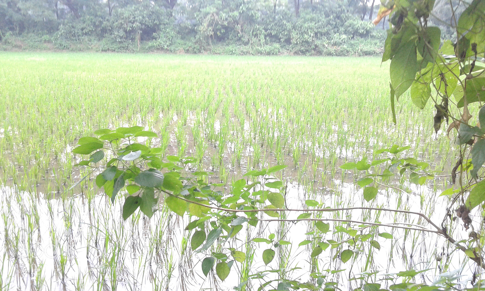 Samsung Galaxy Core Prime sample photo. Untitled photography