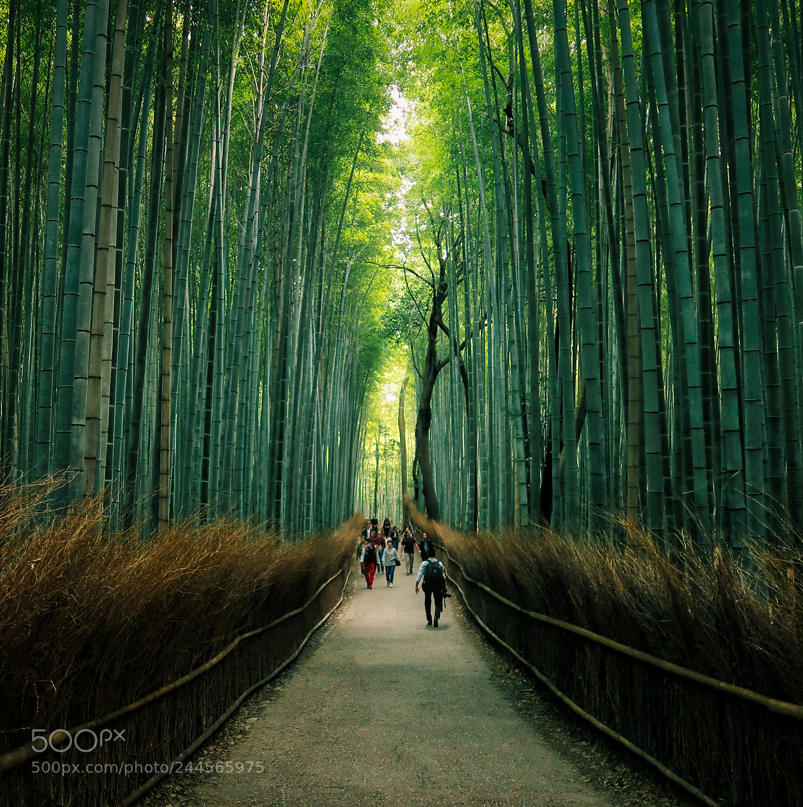 Canon PowerShot G7 X Mark II sample photo. Arashiyama bamboo forest photography