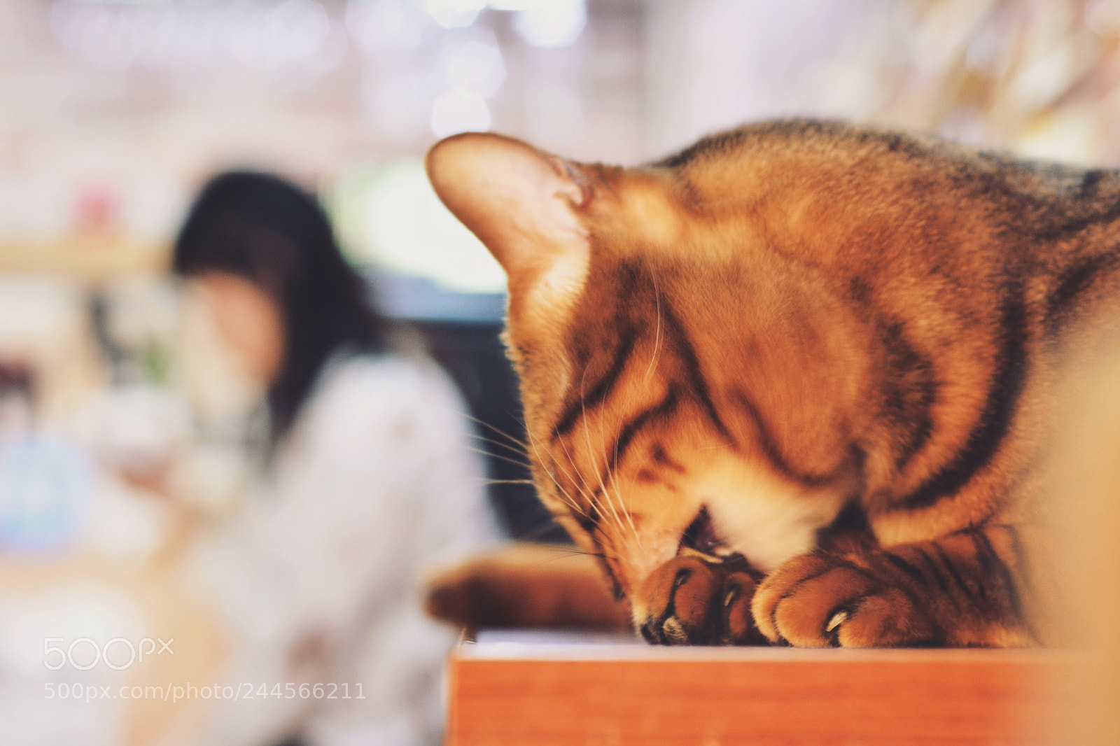 Nikon D7100 sample photo. 喵～ photography