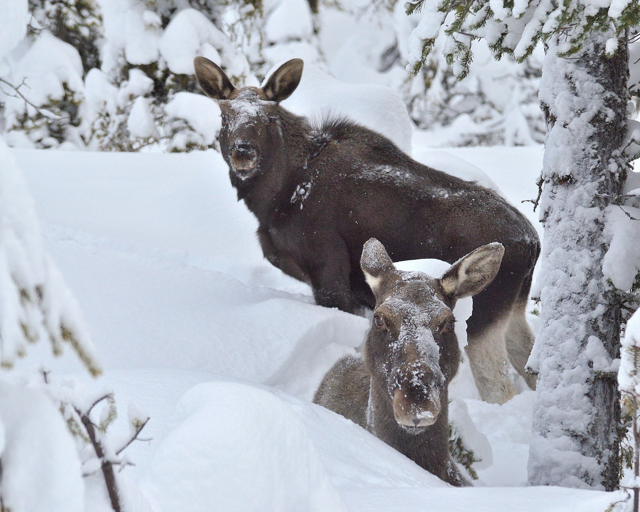 Nikon D5100 + Tamron SP AF 70-200mm F2.8 Di LD (IF) MACRO sample photo. Moose in deep snow photography