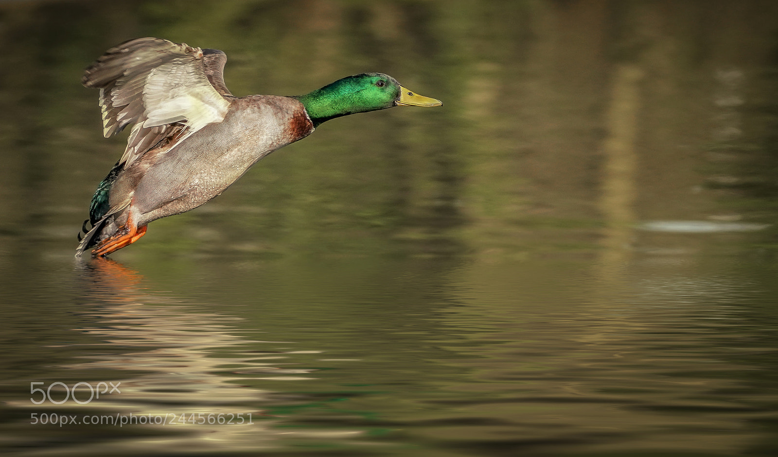Sony a7R III sample photo. Duck photography