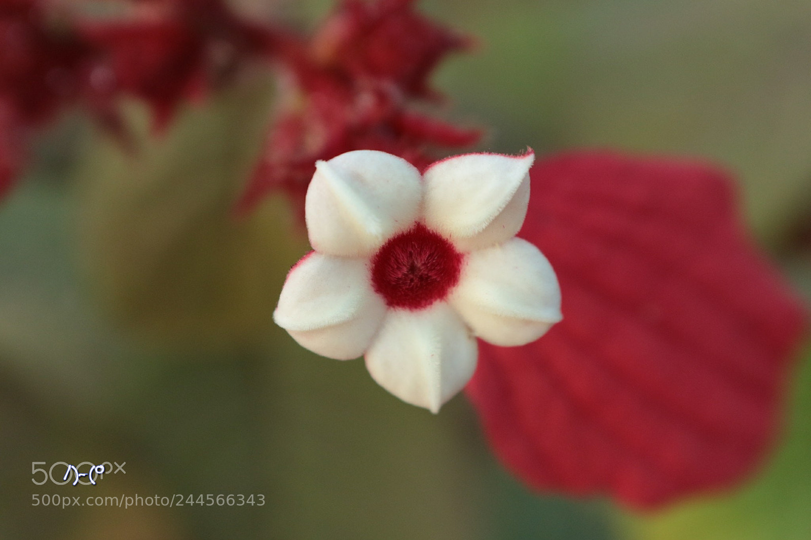 Canon EOS M10 sample photo. White and red photography