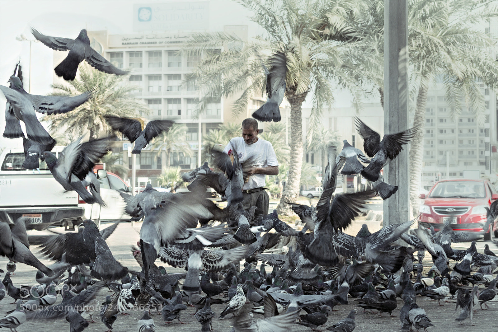 Nikon D7100 sample photo. Pigeons photography