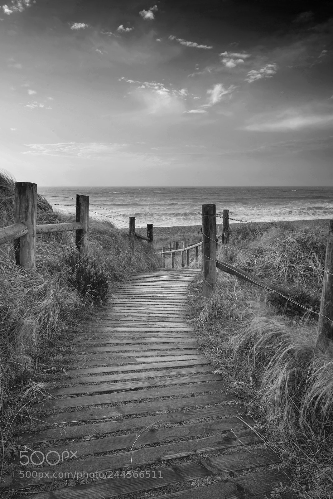 Nikon D800 sample photo. Beautiful black and white photography
