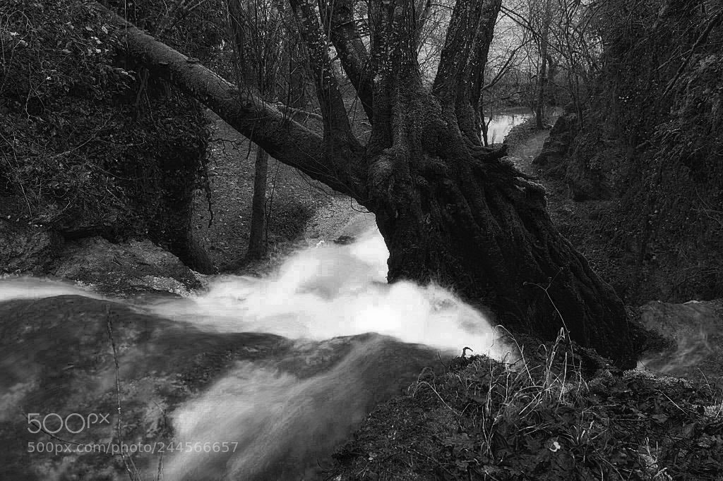 Sony ILCA-77M2 sample photo. Old tree on the photography