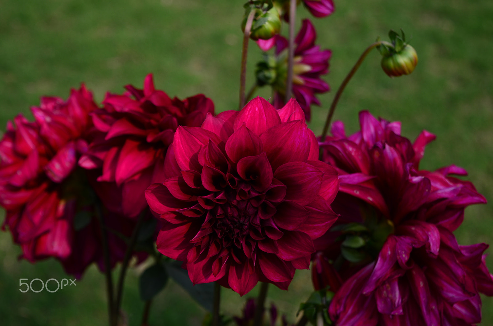 Nikon D5100 sample photo. Flowers photography
