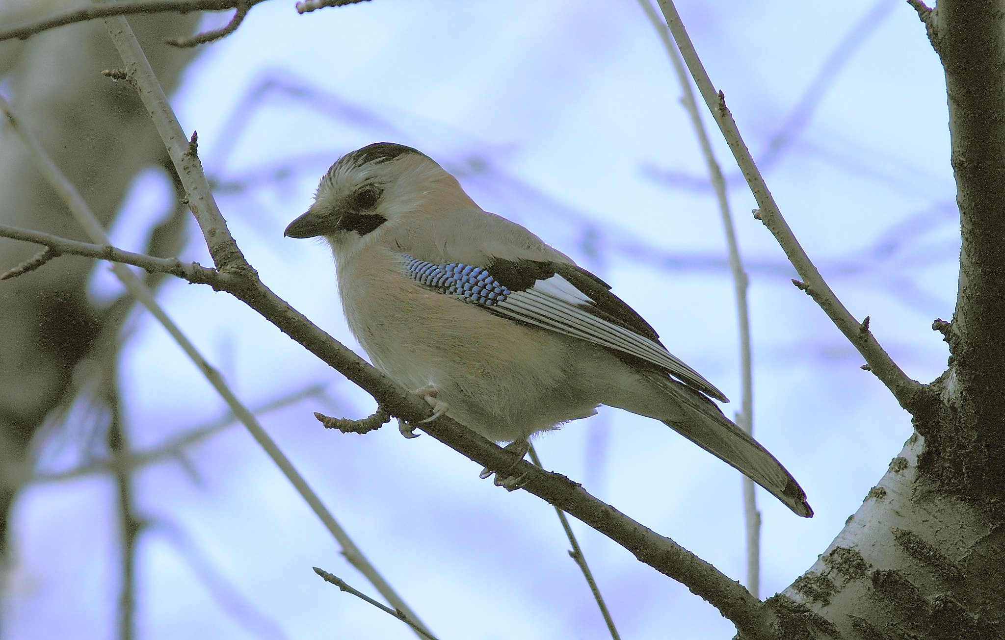 Canon EOS 7D + Canon EF 400mm F5.6L USM sample photo. Eurasian jay, garrulus glandarius,alakarga ,emirg photography