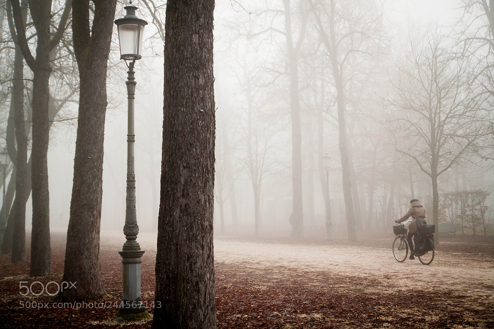 Canon EOS 500D (EOS Rebel T1i / EOS Kiss X3) sample photo. Parma's fog photography