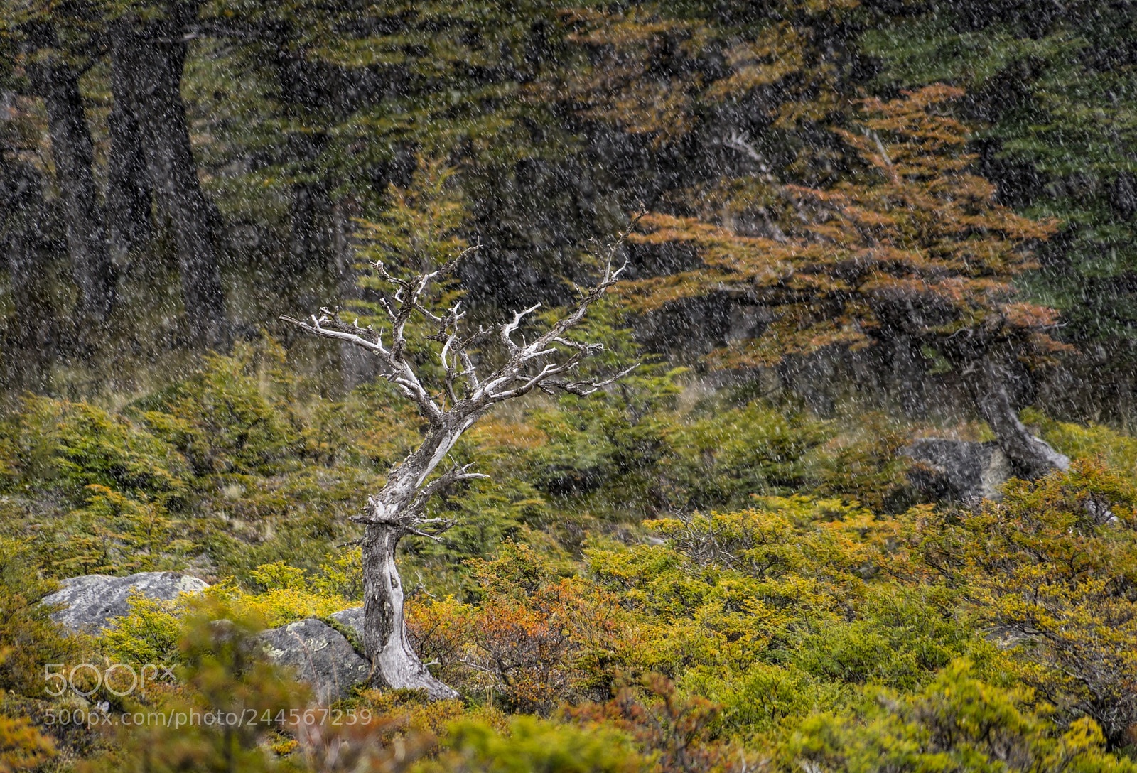 Sony a7 II sample photo. Autumn photography
