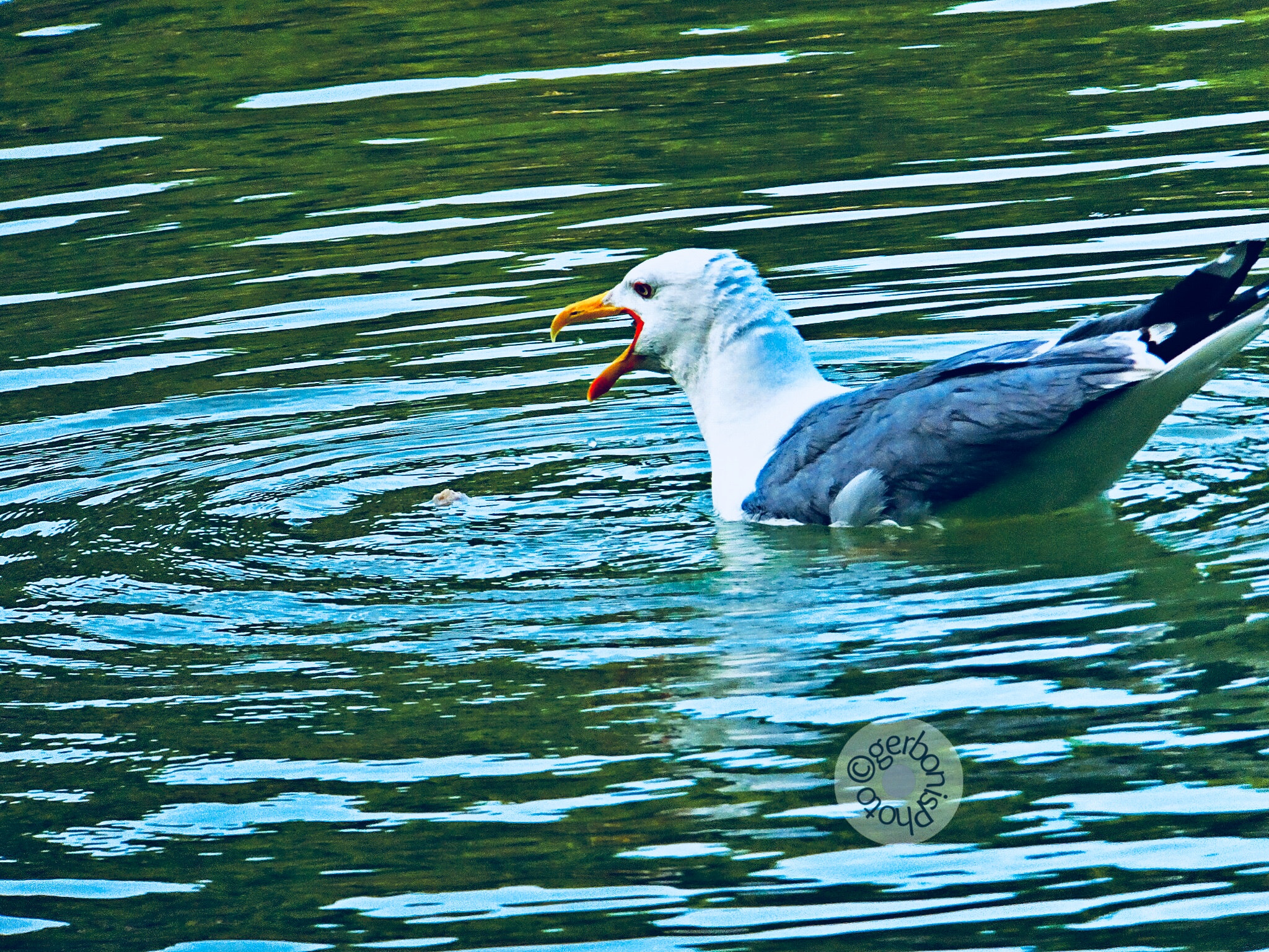 Fujifilm FinePix F900EXR sample photo. The seagull : do not disturb !! photography