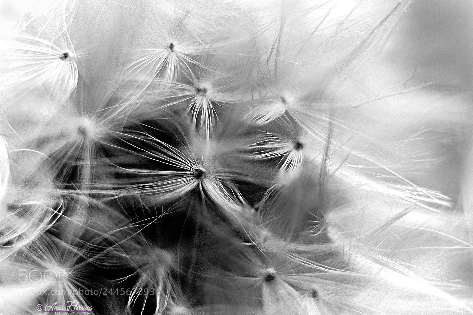 Sony SLT-A68 sample photo. Dandelion photography