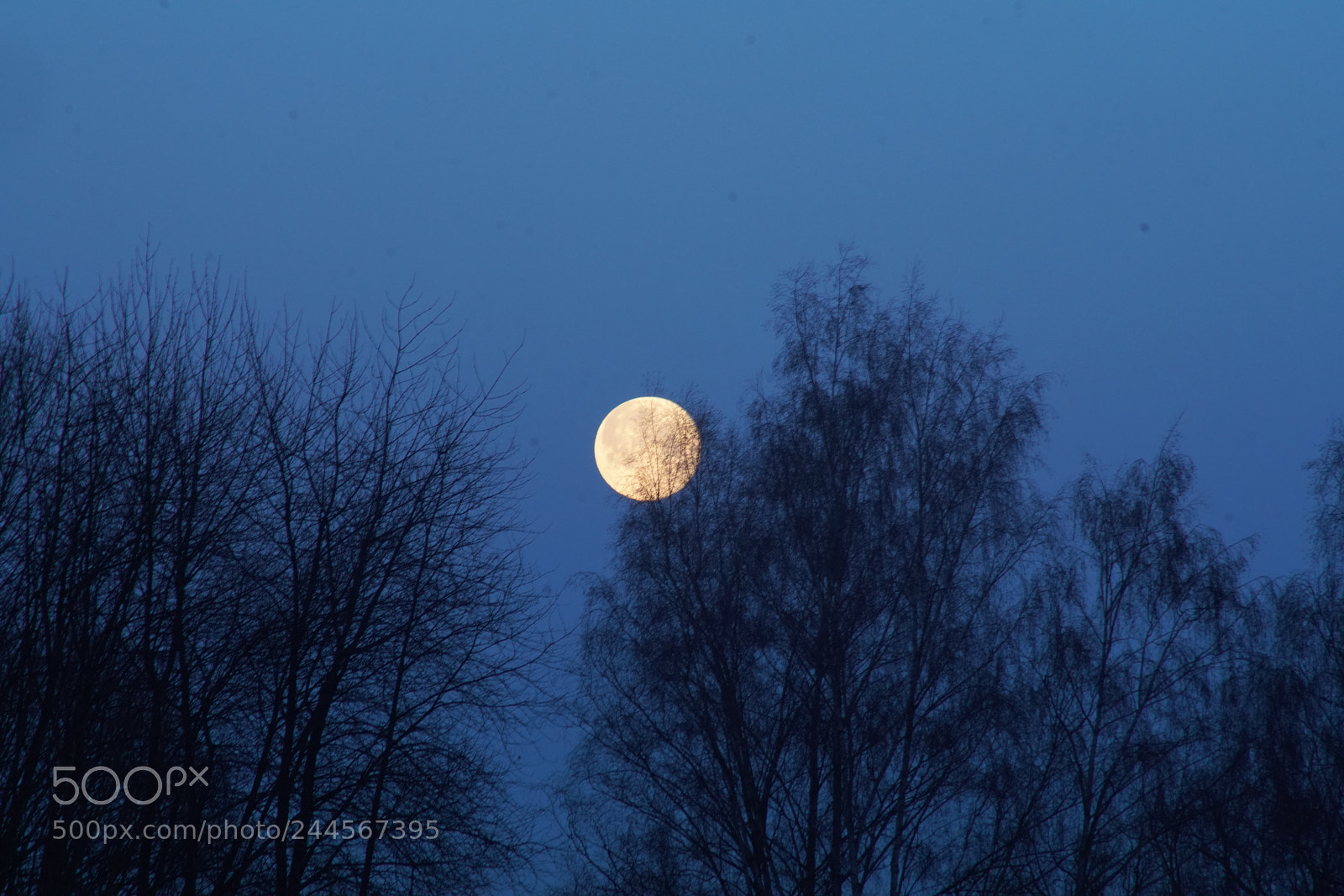 Sony a99 II sample photo. Untitled photography