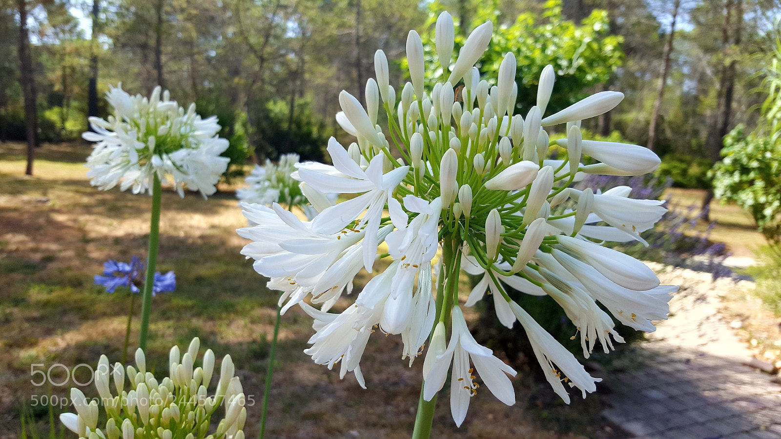Samsung Galaxy S6 sample photo. Flower photography