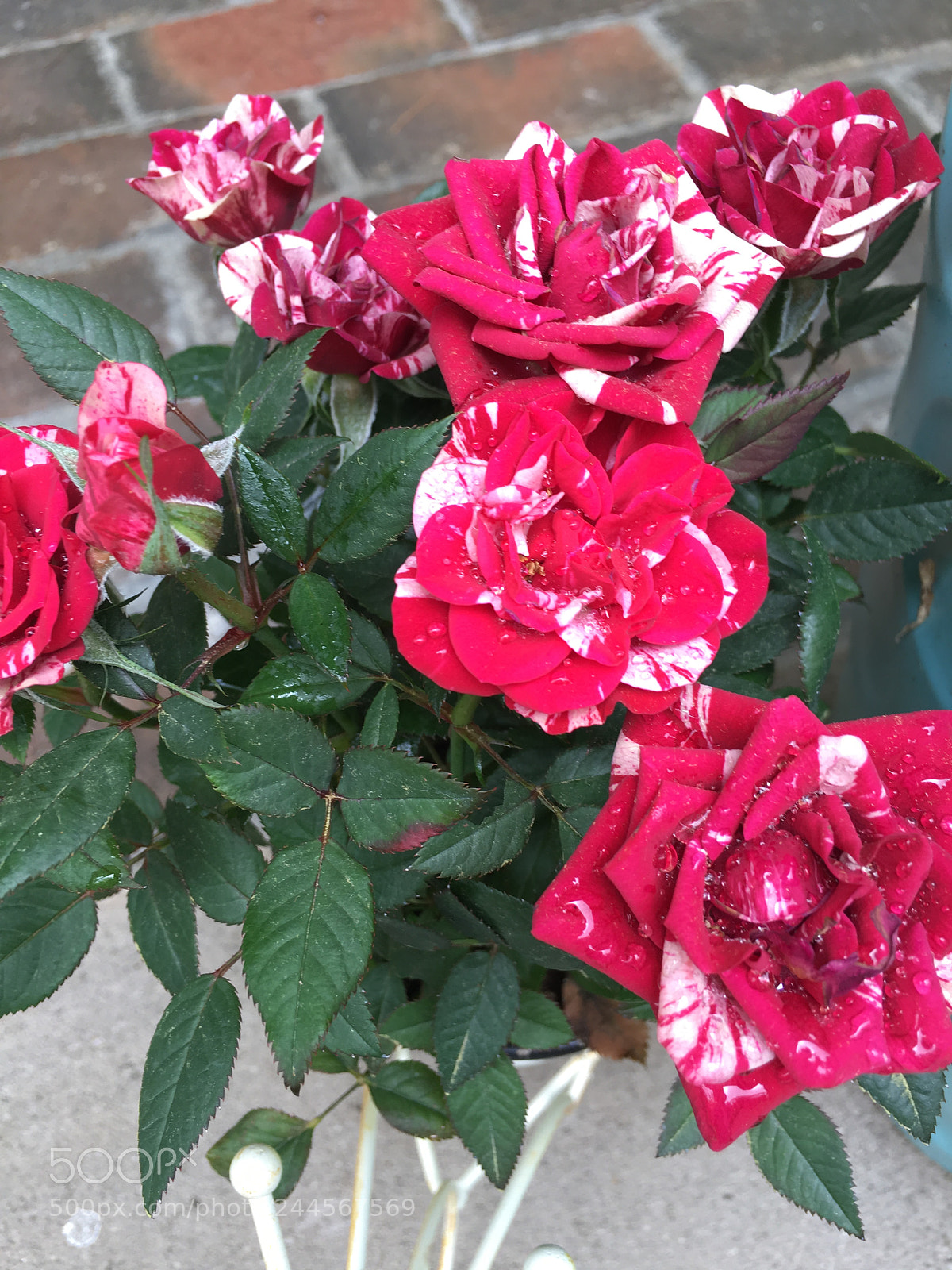 Apple iPhone 6s sample photo. Img photography