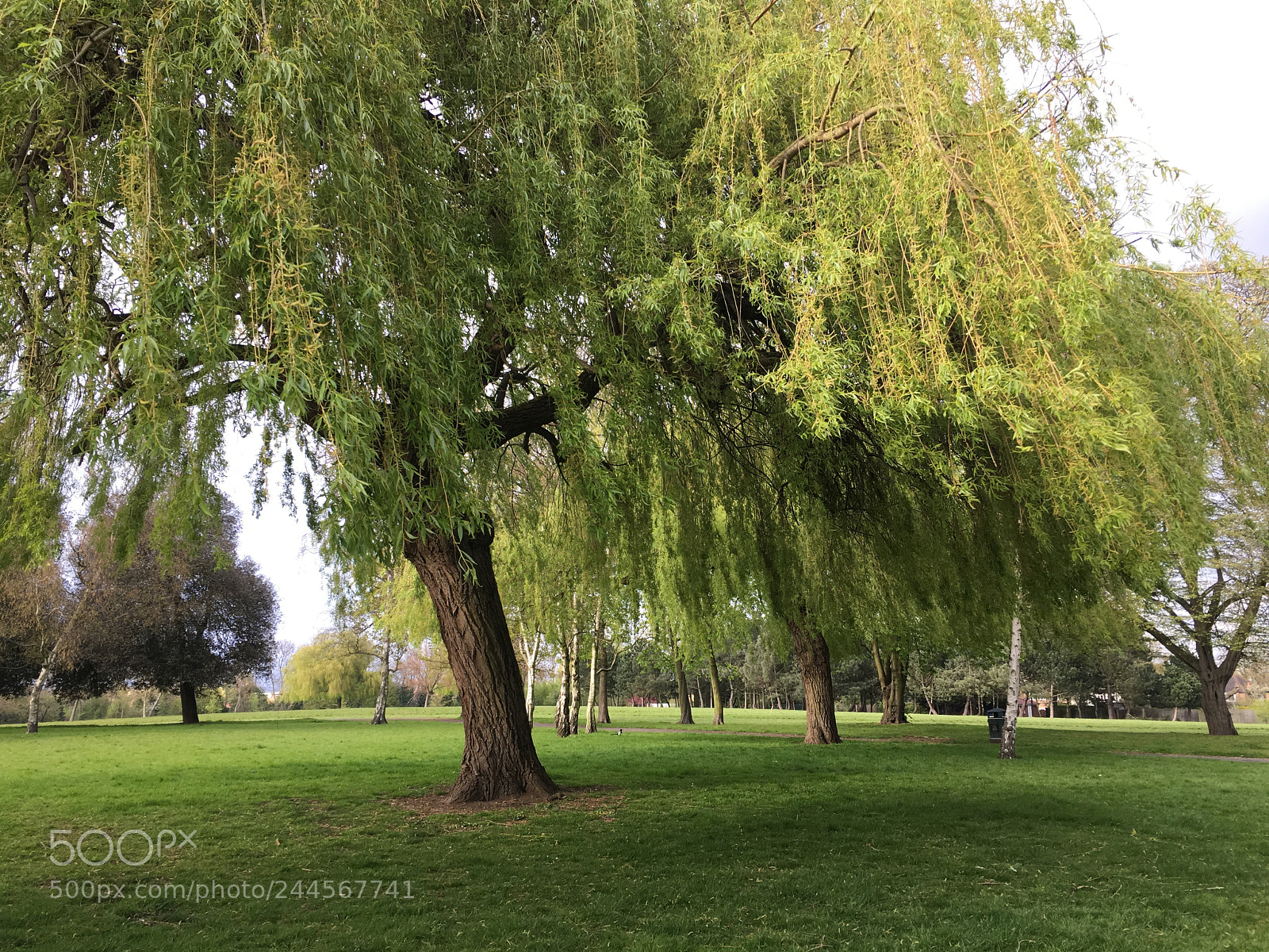 Apple iPhone 6s sample photo. Img photography