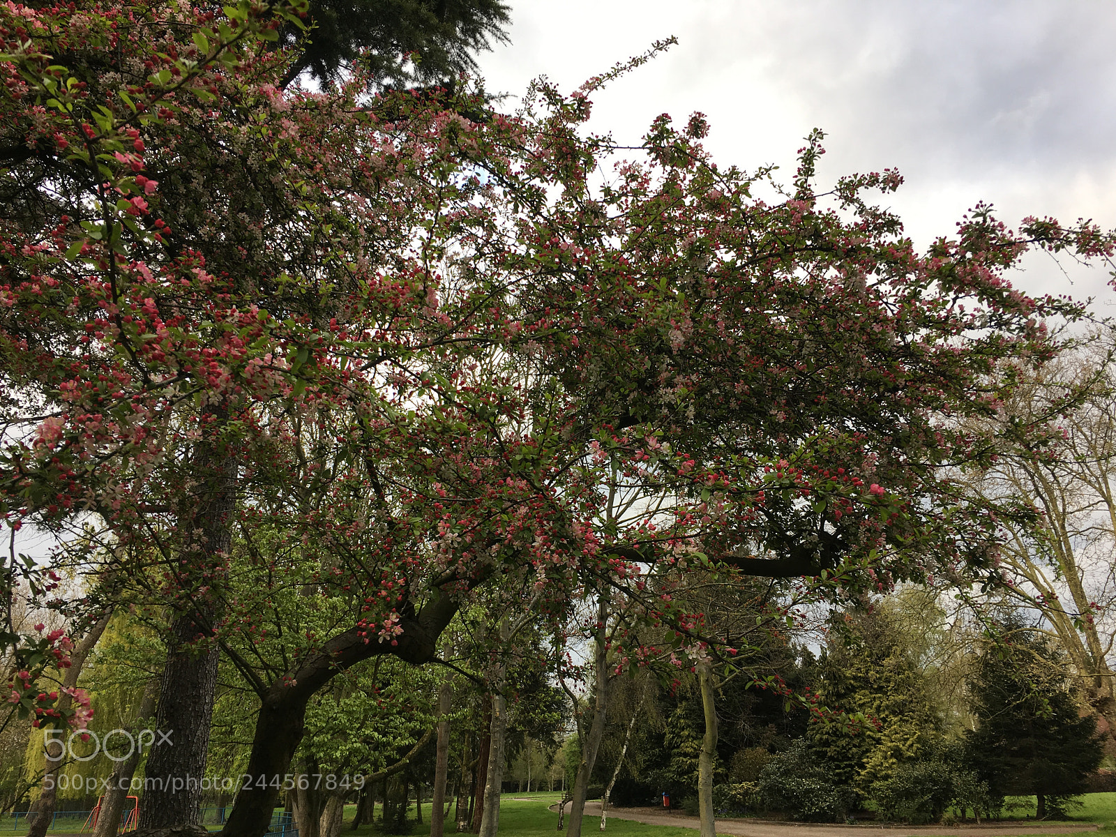 Apple iPhone 6s sample photo. Img photography