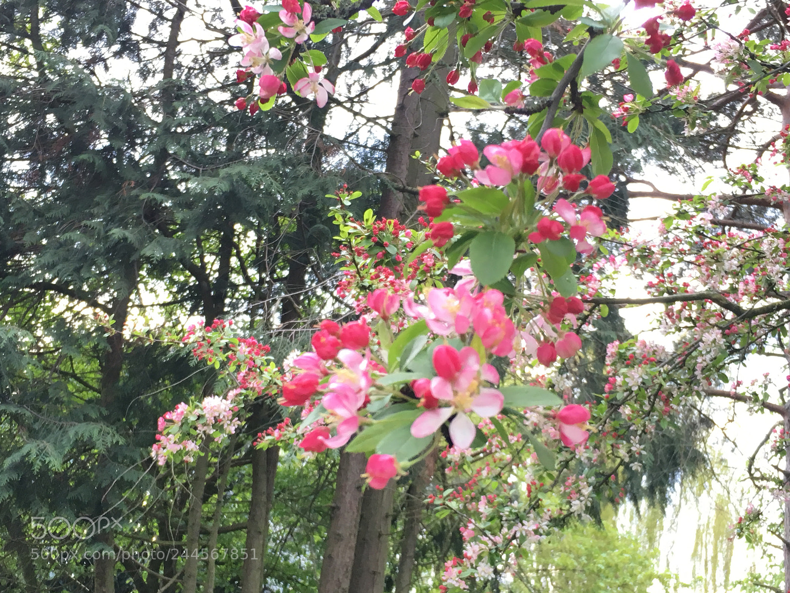 Apple iPhone 6s sample photo. Img photography