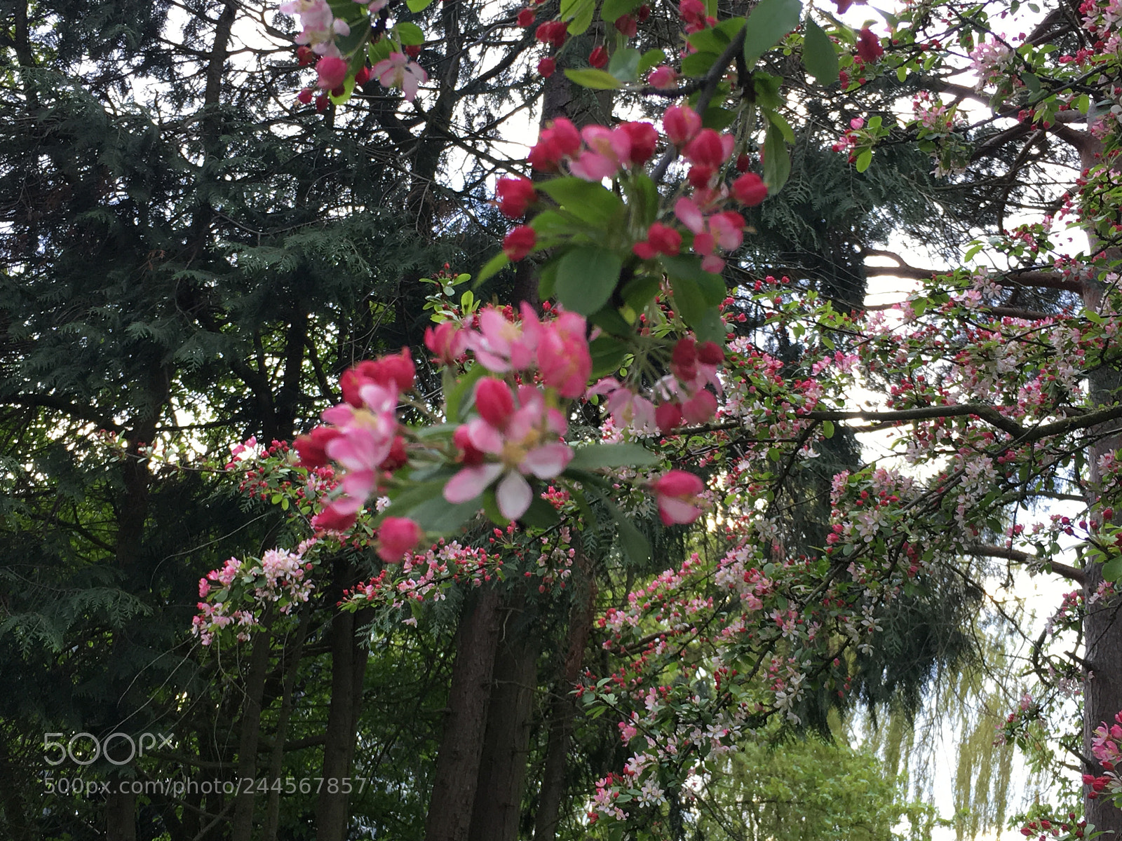 Apple iPhone 6s sample photo. Img photography